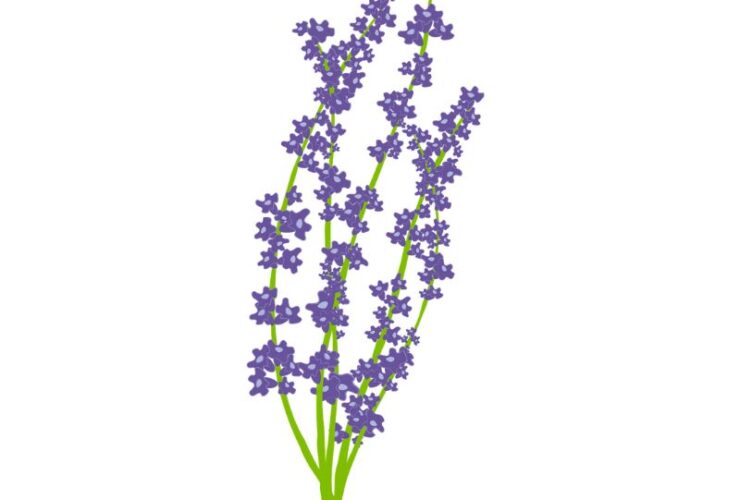 lavanda