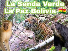 Descubriendo la belleza natural de Senda Verde: ¡Un paraíso en la jungla boliviana!