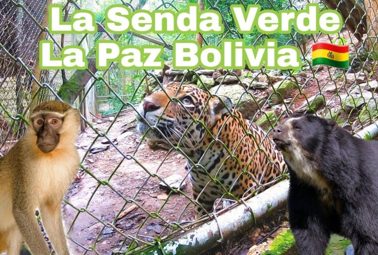 Descubriendo la belleza natural de Senda Verde: ¡Un paraíso en la jungla boliviana!