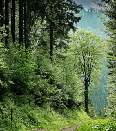 Sendero entre árboles verdes